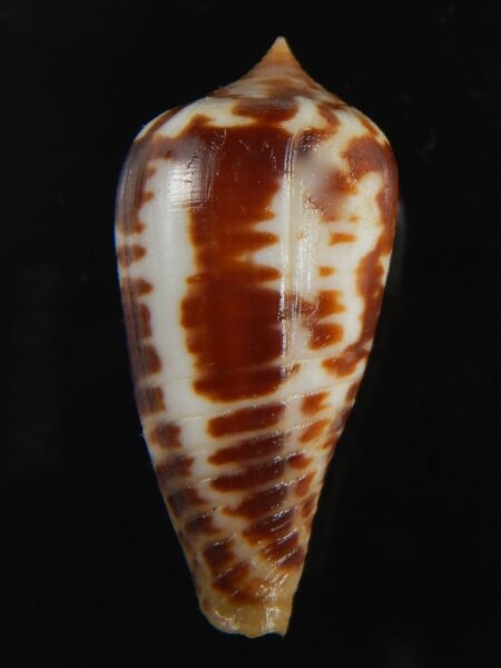 Phasmoconus zebra ...Giant ... 31.87 mm gem-74969