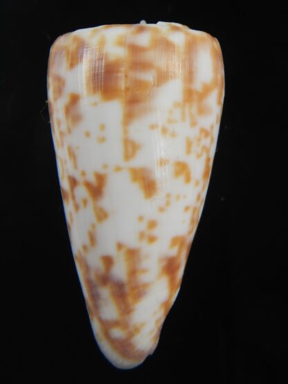 Klemaeconus rufimaculosus.. Big size... 45.11 mm F+++/Gem-75084