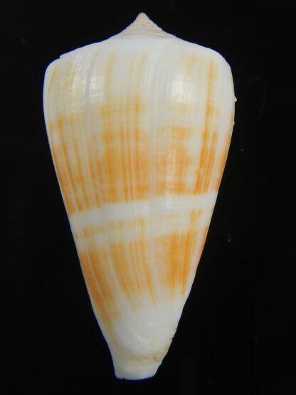 Lividiconus lischkeanus kermadecensis 38.88 mm F++/Gem-75109