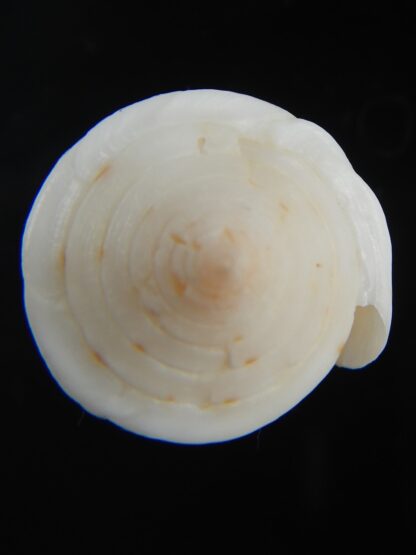 Lividiconus lischkeanus kermadecensis 38.88 mm F++/Gem-75113