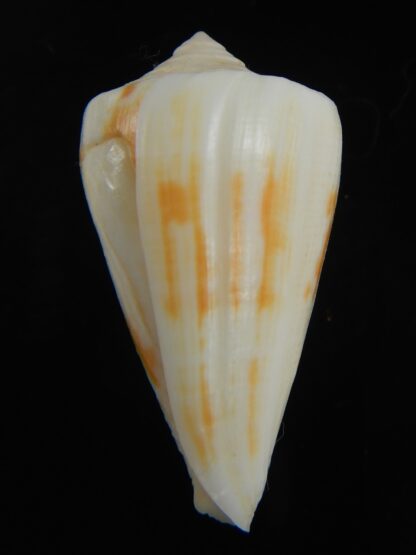 Lividiconus lischkeanus kermadecensis 37.42 mm F++-75101