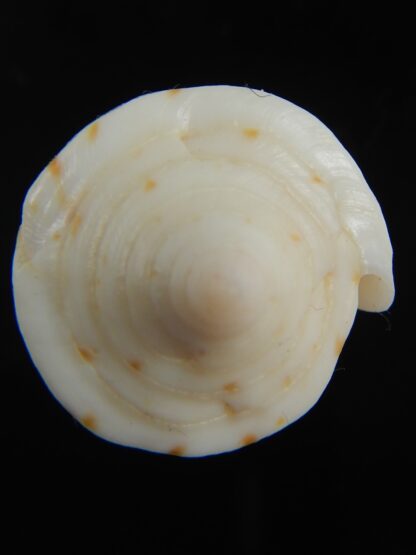 Lividiconus lischkeanus kermadecensis 37.42 mm F++-75103