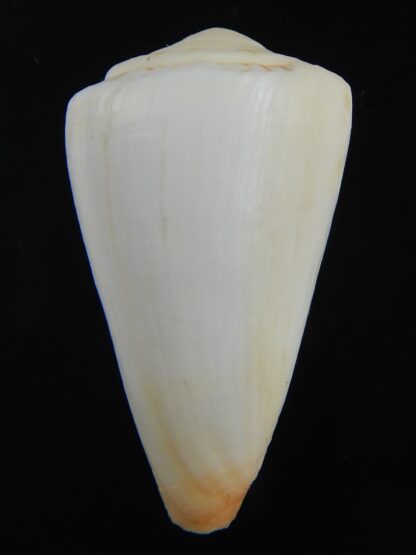 Splinoconus reductaspiralis 40.73 mm F+++-75185