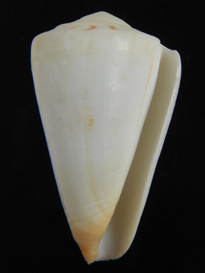 Splinoconus reductaspiralis 40.73 mm F+++-75186