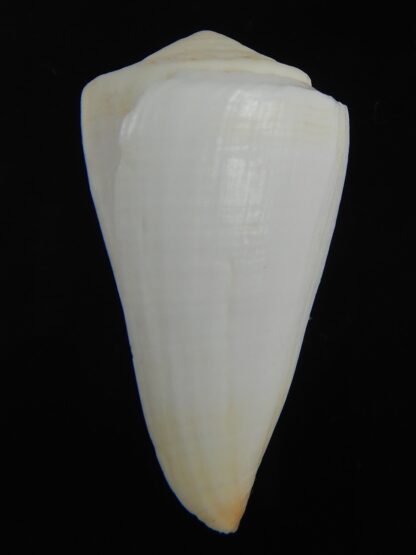 Splinoconus reductaspiralis 40.73 mm F+++-75187