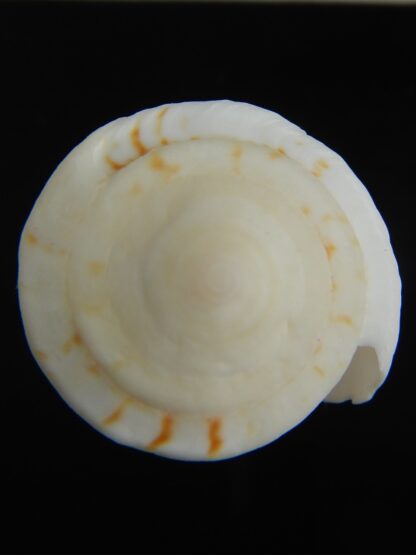 Splinoconus reductaspiralis 40.73 mm F+++-75188
