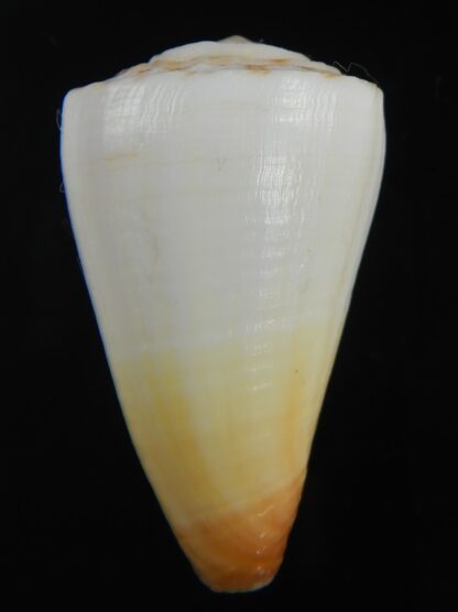 Splinoconus reductaspiralis 37.81 mm F+++-75165