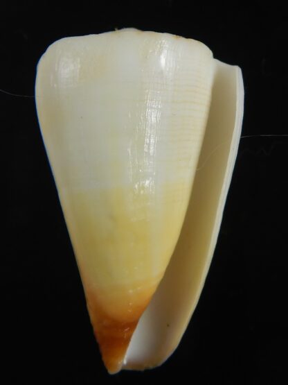Splinoconus reductaspiralis 37.81 mm F+++-75166