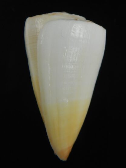 Splinoconus reductaspiralis 37.81 mm F+++-75167