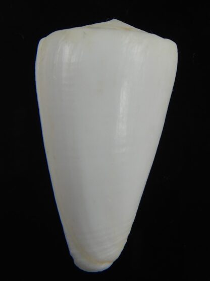 Splinoconus reductaspiralis 39.81 mm F++/F+++-75174