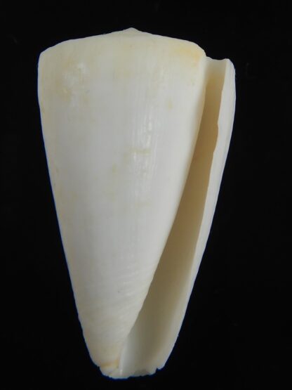 Splinoconus reductaspiralis 39.81 mm F++/F+++-75177