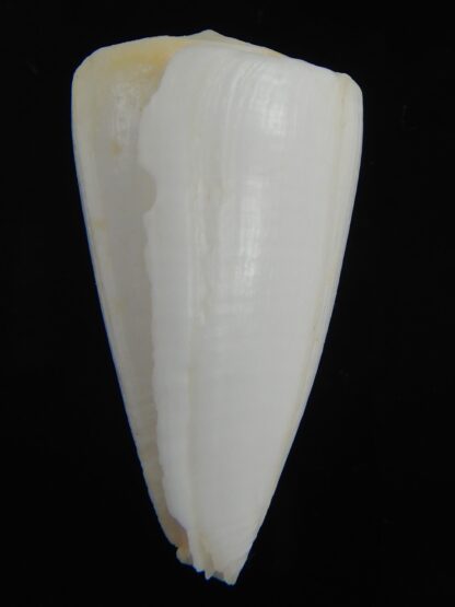 Splinoconus reductaspiralis 39.81 mm F++/F+++-75178