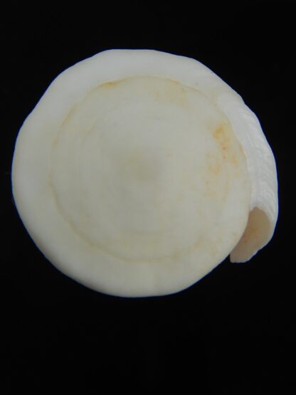 Splinoconus reductaspiralis 39.81 mm F++/F+++-75176