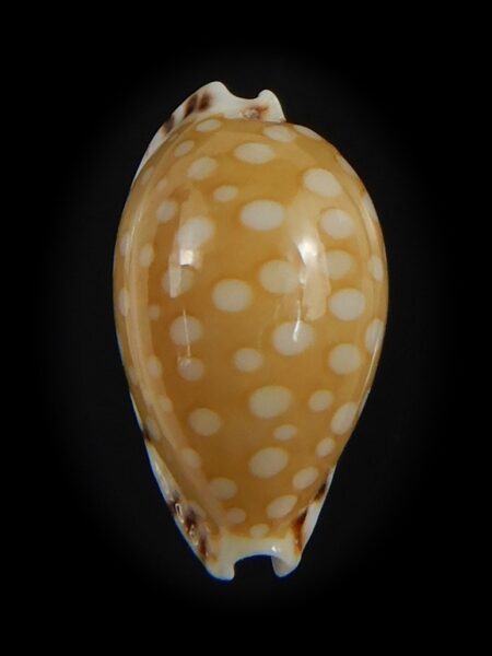 Cribrarula astaryi astaryi 15.47 mm Gem-75245