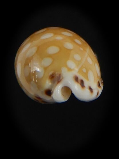 Cribrarula astaryi astaryi 15.47 mm Gem-75246