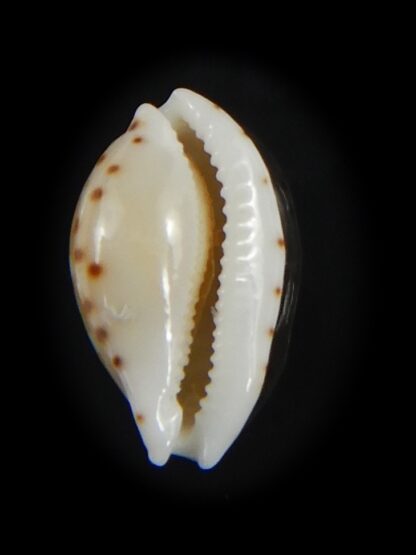 Cribrarula astaryi astaryi 13.30 mm Gem-75231