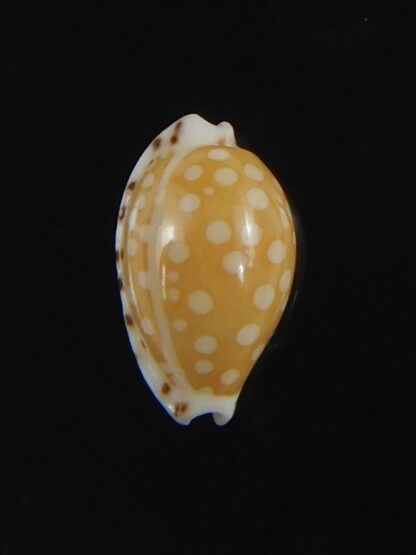 Cribrarula astaryi astaryi 11.25 mm Gem-75212