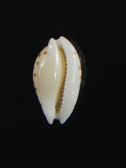 Cribrarula astaryi astaryi 11.25 mm Gem-75215