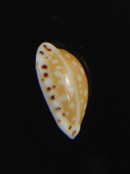 Cribrarula astaryi astaryi 11.25 mm Gem-75217