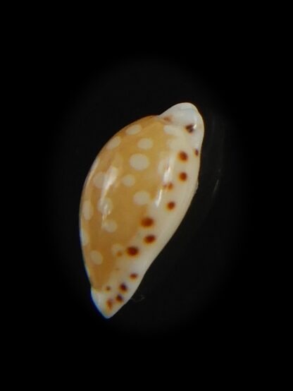 Cribrarula astaryi astaryi 11.25 mm Gem-75216