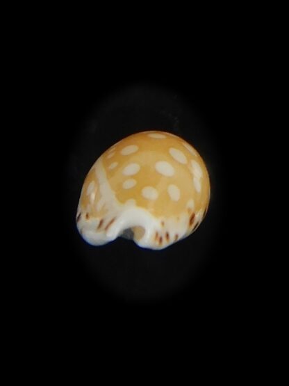 Cribrarula astaryi astaryi 11.25 mm Gem-75213