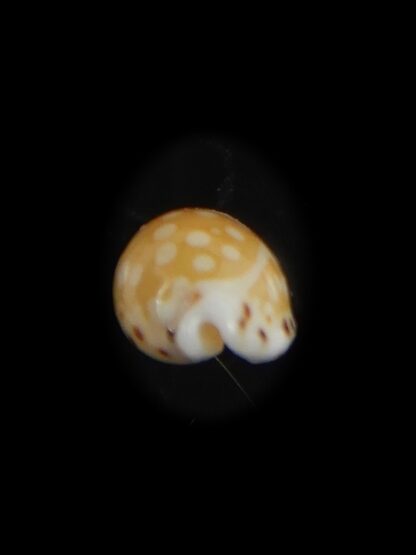 Cribrarula astaryi astaryi 11.25 mm Gem-75214