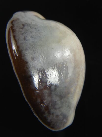 Monetaria caputserpentis " SP white pattern " 32.20 mm Gem-75612