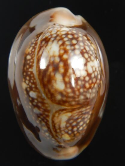 Monetaria caputserpentis " Giant " 39 mm Gem-75569