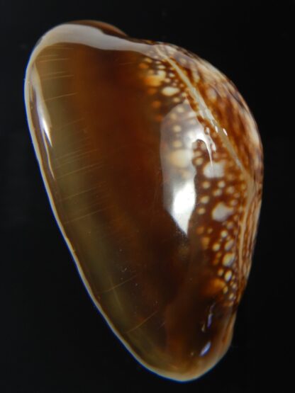 Monetaria caputserpentis " Giant " 39 mm Gem-75571