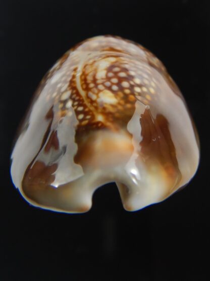 Monetaria caputserpentis " Giant " 39 mm Gem-75573