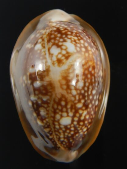 Monetaria caputserpentis " Big size " 37.54 mm Gem-75557