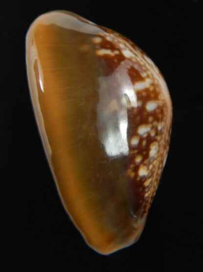 Monetaria caputserpentis " Big size " 37.54 mm Gem-75555