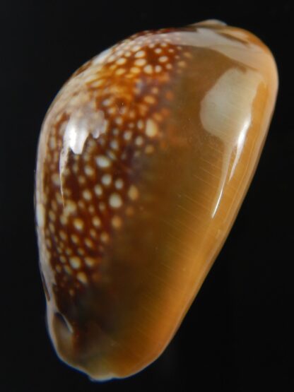 Monetaria caputserpentis " Big size " 37.54 mm Gem-75560