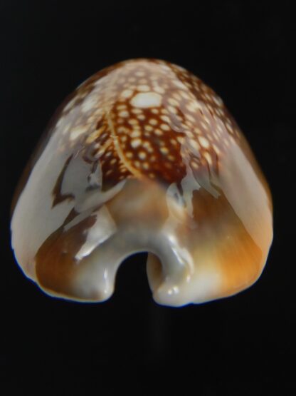 Monetaria caputserpentis " Big size " 37.54 mm Gem-75559