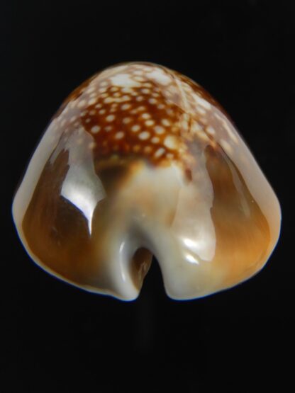 Monetaria caputserpentis " Big size " 37.54 mm Gem-75558