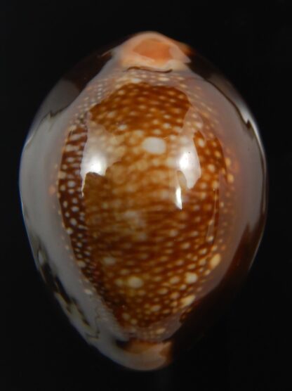 Monetaria caputserpentis " Big size " 37.28 mm Gem -75541