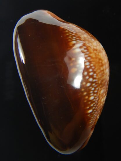 Monetaria caputserpentis " Big size " 37.28 mm Gem -75545