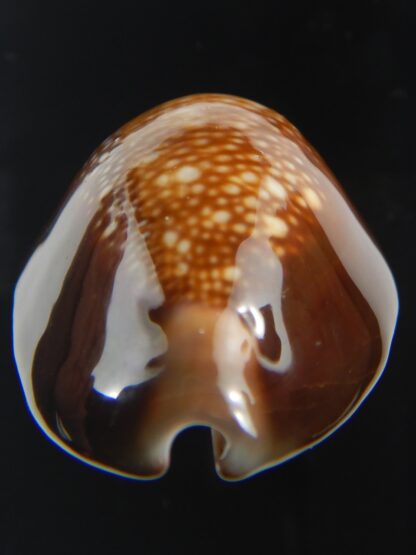 Monetaria caputserpentis " Big size " 37.28 mm Gem -75543