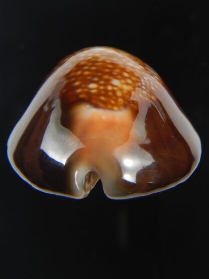 Monetaria caputserpentis " Big size " 37.28 mm Gem -75546