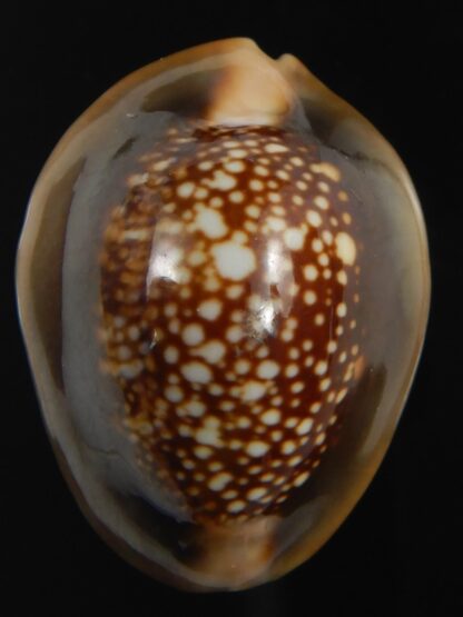 Monetaria caputserpentis " SP pattern " 30.38 mm Gem-75597