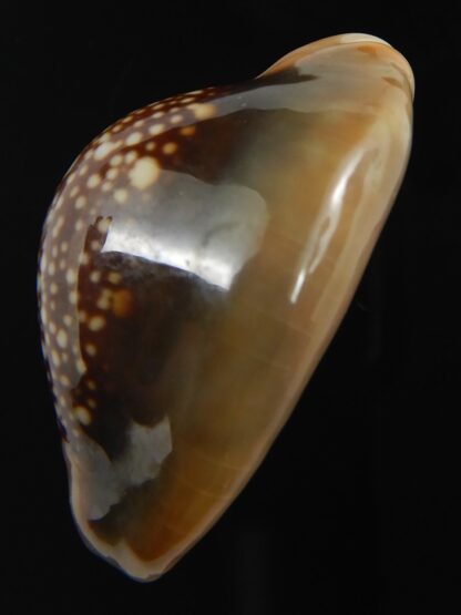 Monetaria caputserpentis " SP pattern " 30.38 mm Gem-75600