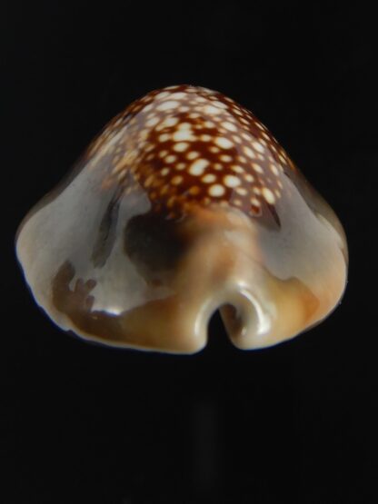 Monetaria caputserpentis " SP pattern " 30.38 mm Gem-75602