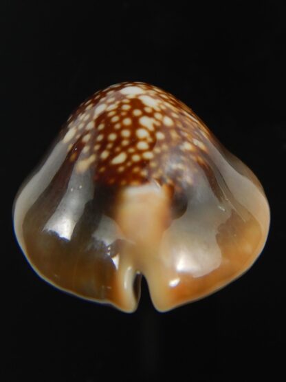 Monetaria caputserpentis " SP pattern " 30.38 mm Gem-75601