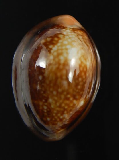 Monetaria caputserpentis " SP pattern " 26.84 mm Gem-75583