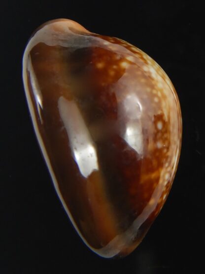 Monetaria caputserpentis " SP pattern " 26.84 mm Gem-75586