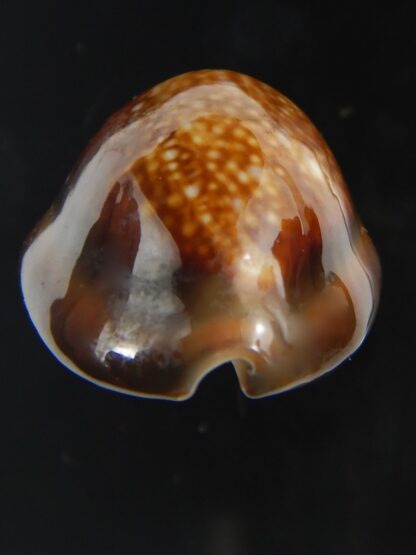 Monetaria caputserpentis " SP pattern " 26.84 mm Gem-75585