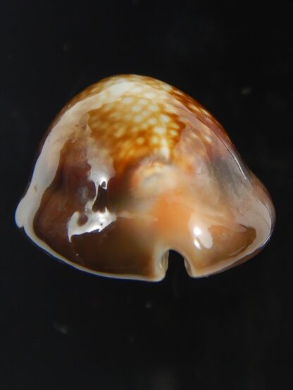 Monetaria caputserpentis " SP pattern " 26.84 mm Gem-75587