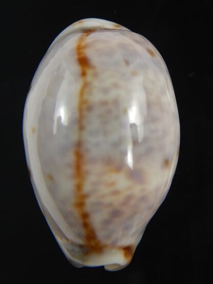 Lyncina lynx " SP white " 31.90 mm Gem-75401