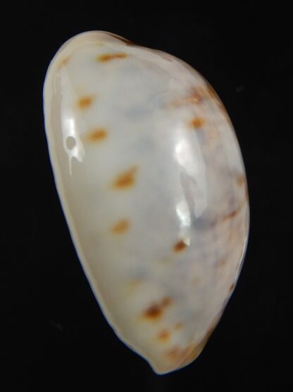 Lyncina lynx " SP white " 28.10 mm Gem -75389