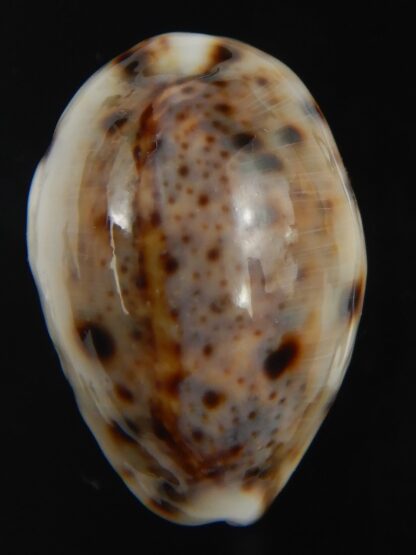 Lyncina lynx " Callous " 28.81 mm Gem-75374